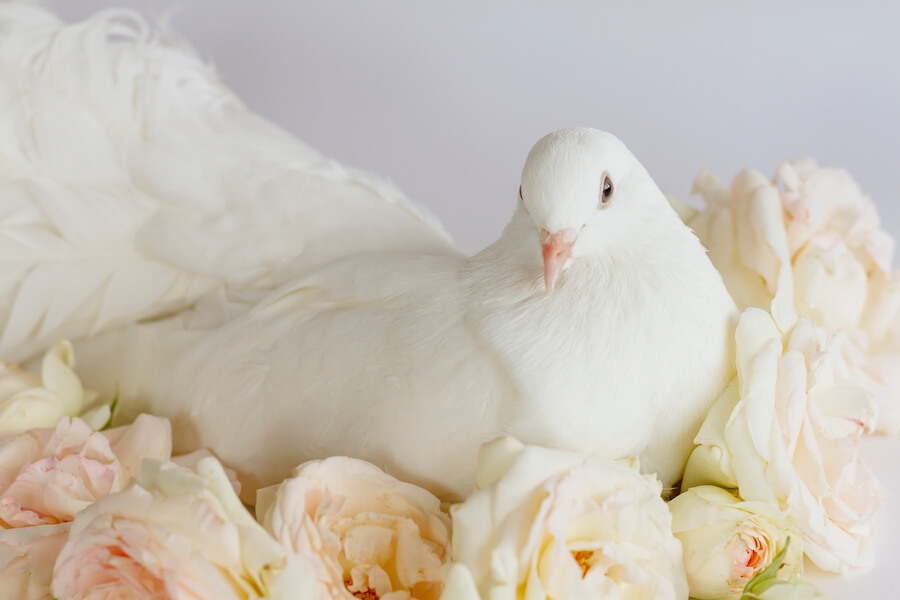 Biały gołąb wśród kwiatów Biały gołąb wśród kwiatów